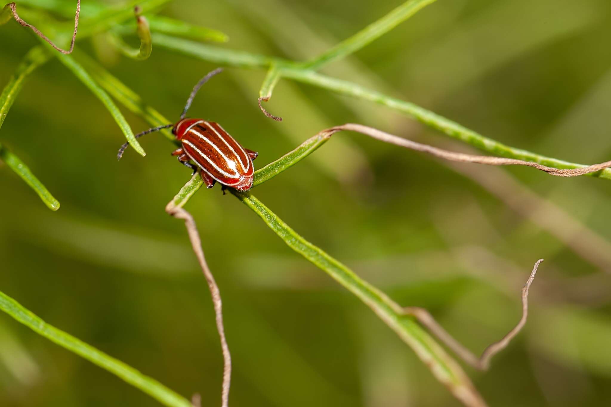 Image of Disonycha conjugata (Fabricius 1801)
