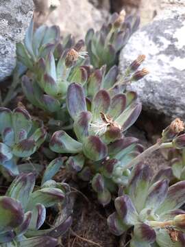 Plancia ëd Curio crassulifolius (DC.) P. V. Heath