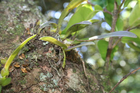 Image of Bulbophyllum elliotii Rolfe