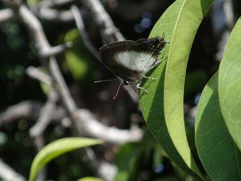 Слика од Hypolycaena danis (Felder & Felder 1865)