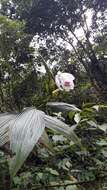 Image of Sobralia pulcherrima Garay