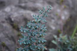 Слика од Pellaea myrtillifolia Mett. ex Kuhn