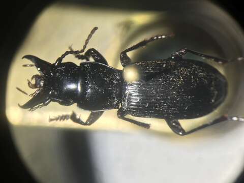 Plancia ëd Pterostichus (Cylindrocharis) rostratus (Newman 1838)