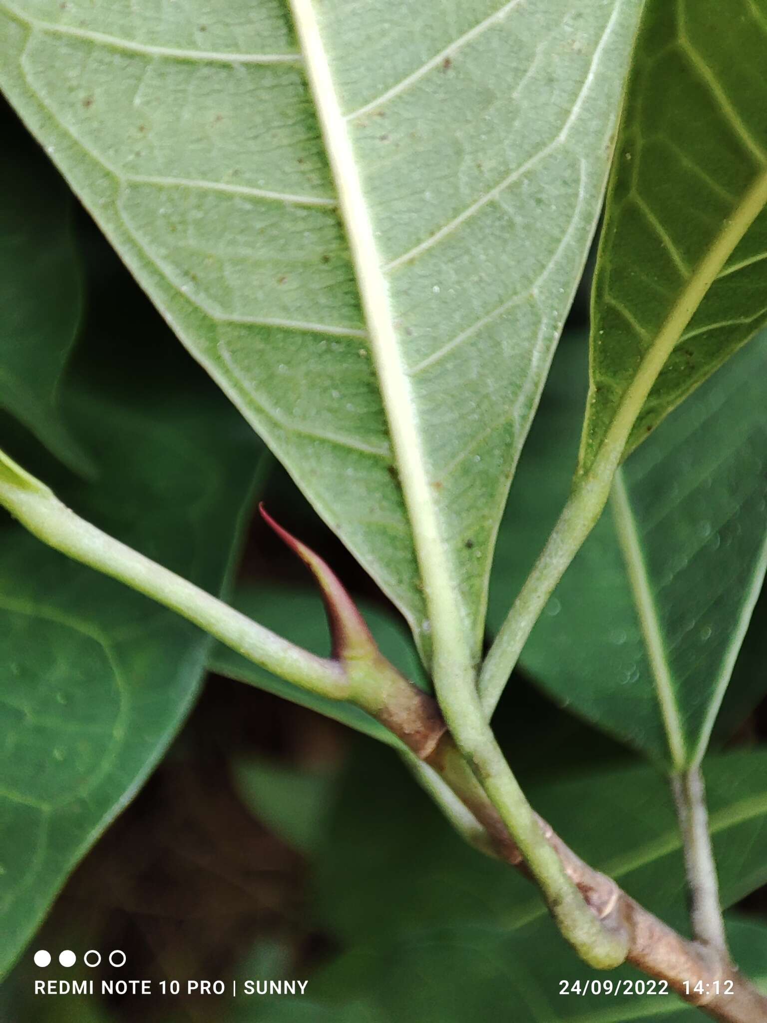 صورة Ficus vasculosa Wall. ex Miq.