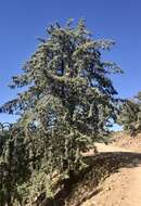 Image of Arizona Cypress