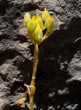 Слика од Petrosedum amplexicaule (DC.) M. Velayos