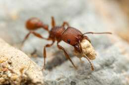 Image of Pogonomyrmex imberbiculus Wheeler 1902