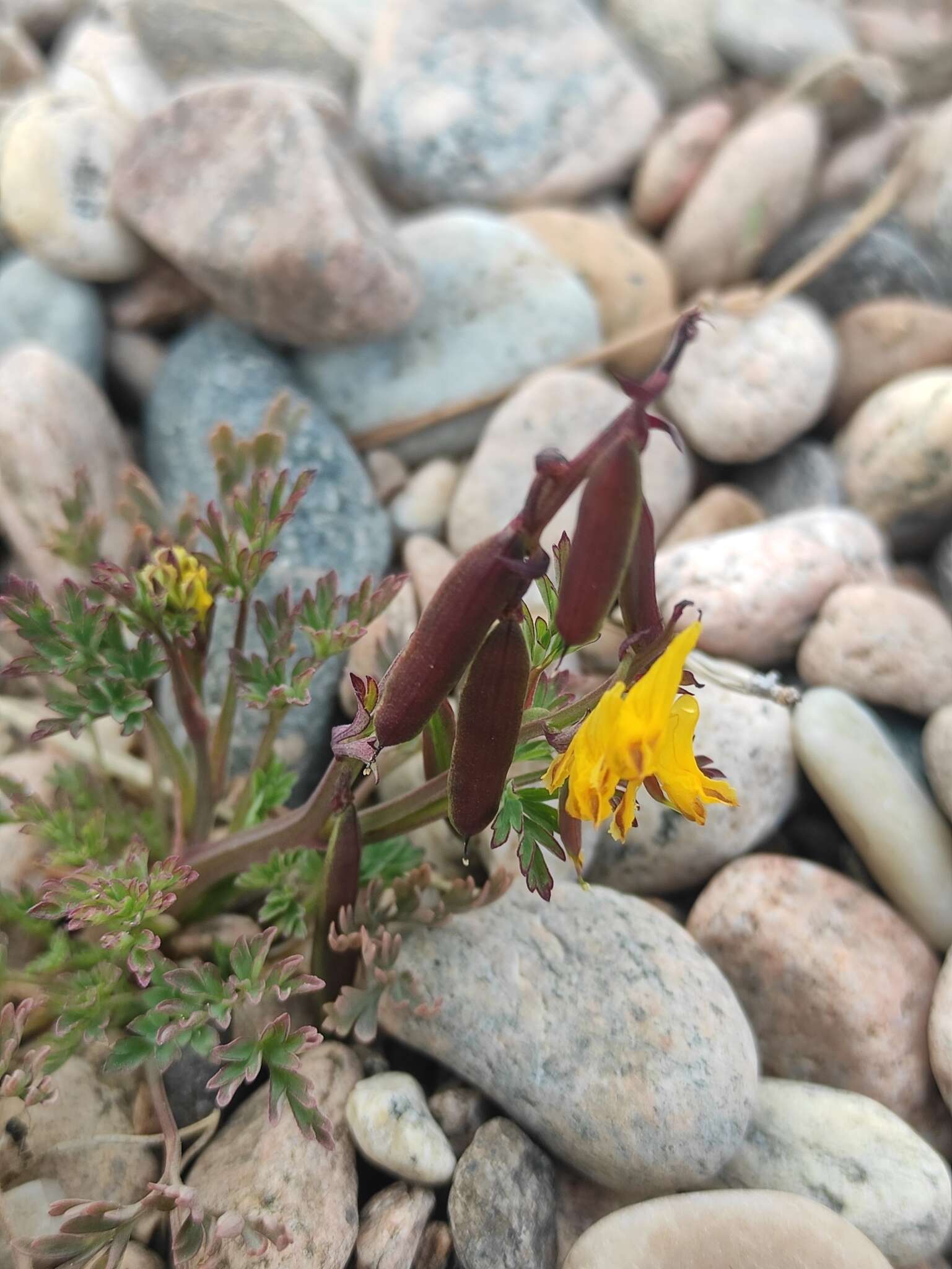 Image de Corydalis impatiens (Pall.) Fisch. ex DC.