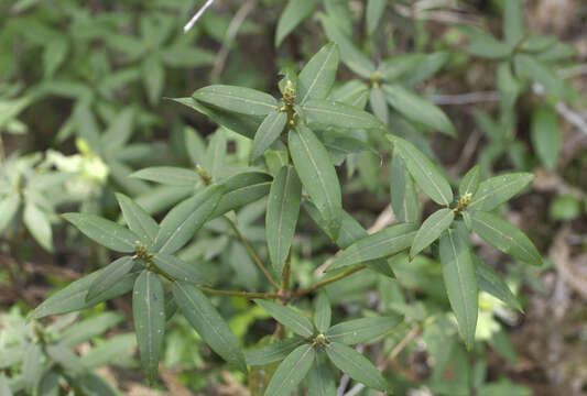 صورة Rhododendron keiskei Miq.