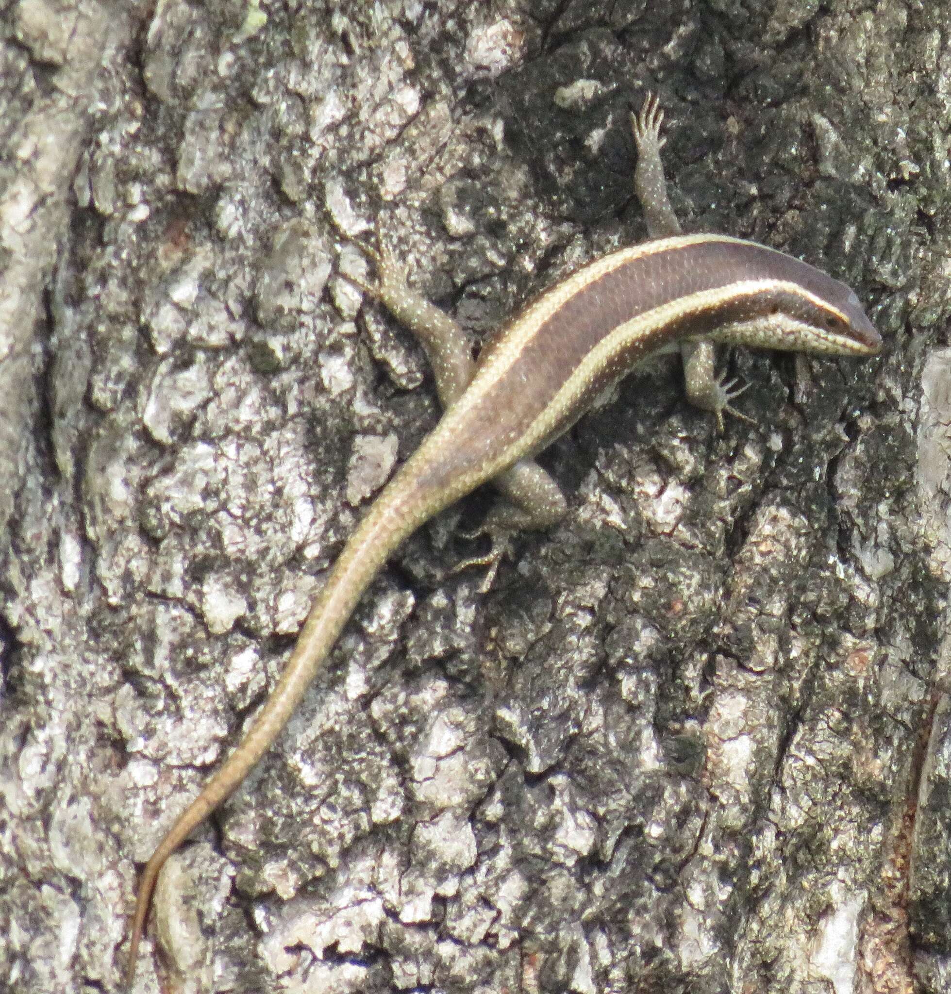 Image of Trachylepis striata (Peters 1844)