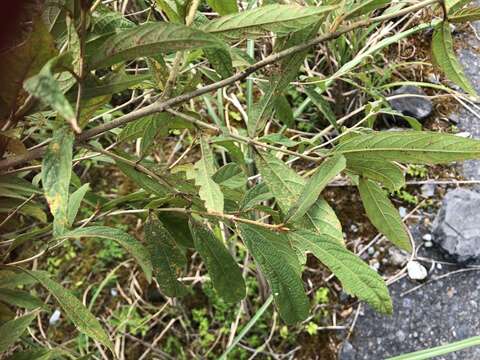 Image of Callicarpa dolichophylla Merr.