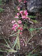 Sivun Indigofera buchananii Burtt Davy kuva