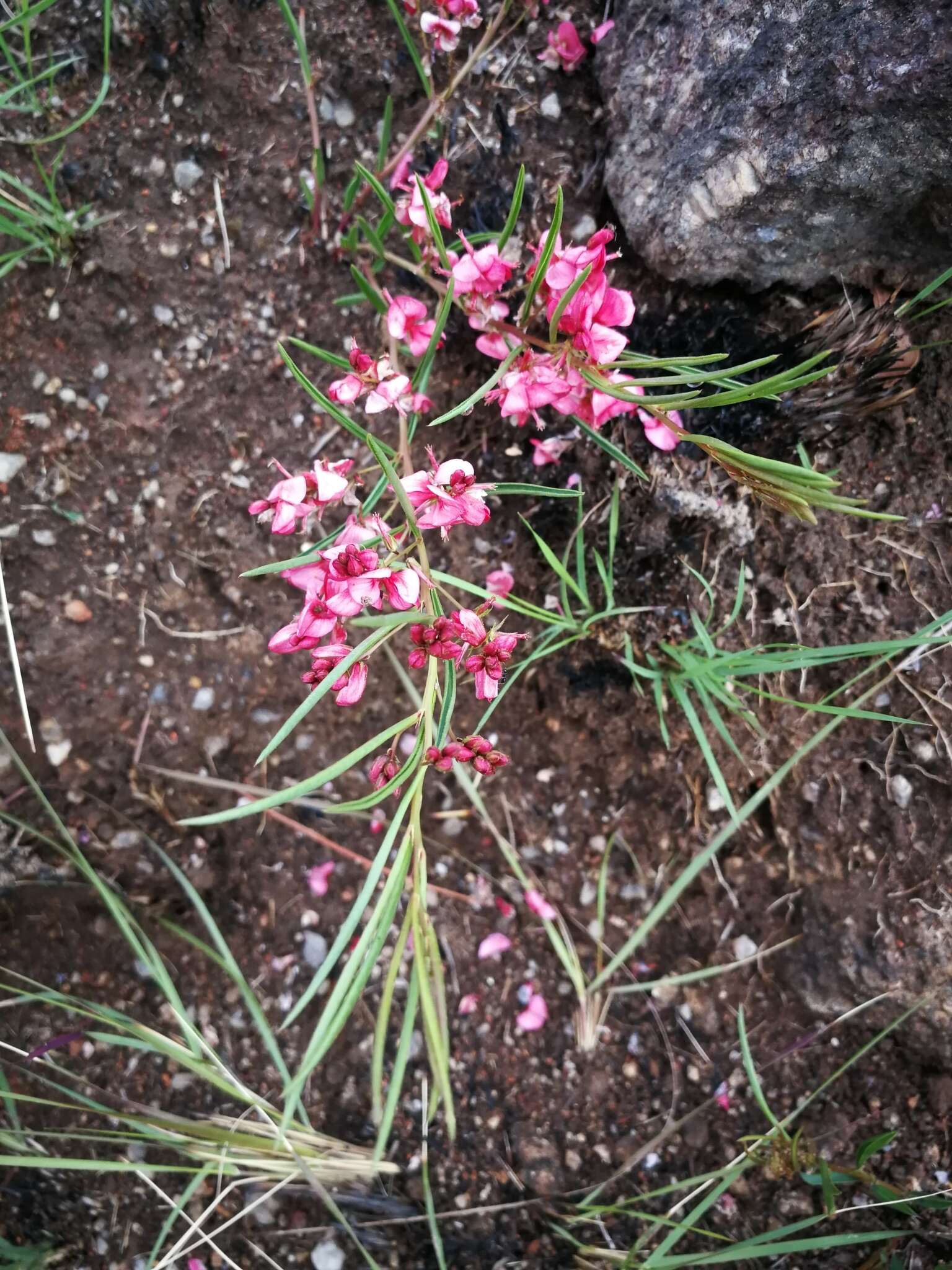 Sivun Indigofera buchananii Burtt Davy kuva