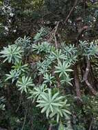 Image of Broad-leaved Yellowwood