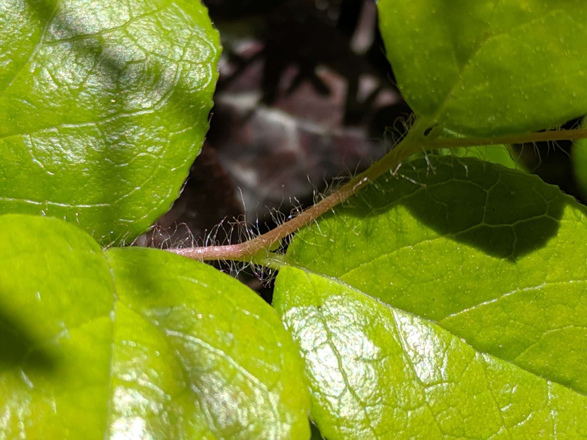 Image of Western Teaberry