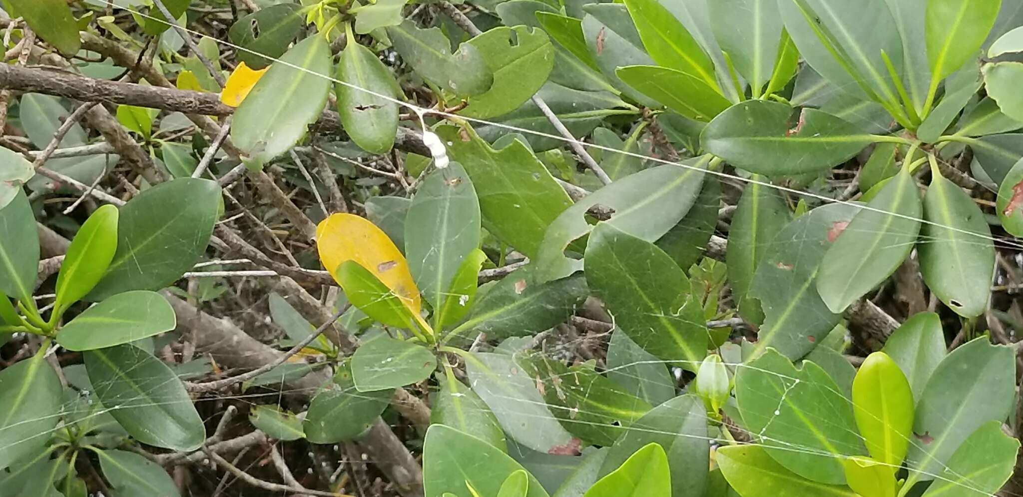 Image of Basilica Orbweaver