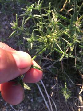 Image de Cryptantha maritima (Greene) Greene