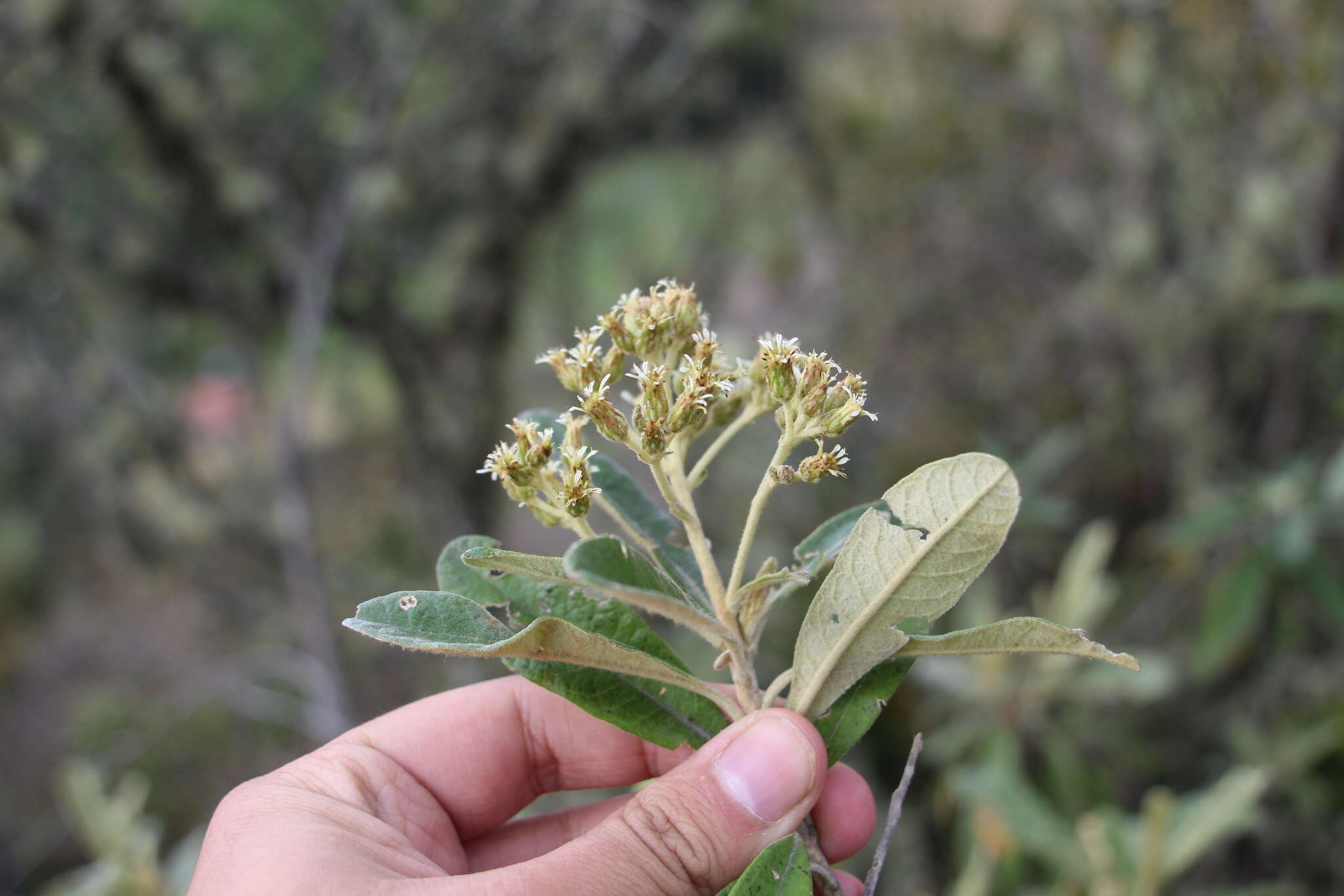 Слика од Linochilus tenuifolius (Cuatrec.) Saldivia & O. M. Vargas