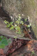 Image of Leptopetalum biflorum (L.) Neupane & N. Wikstr.