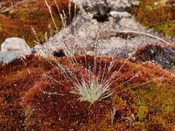 Image of early sand-grass