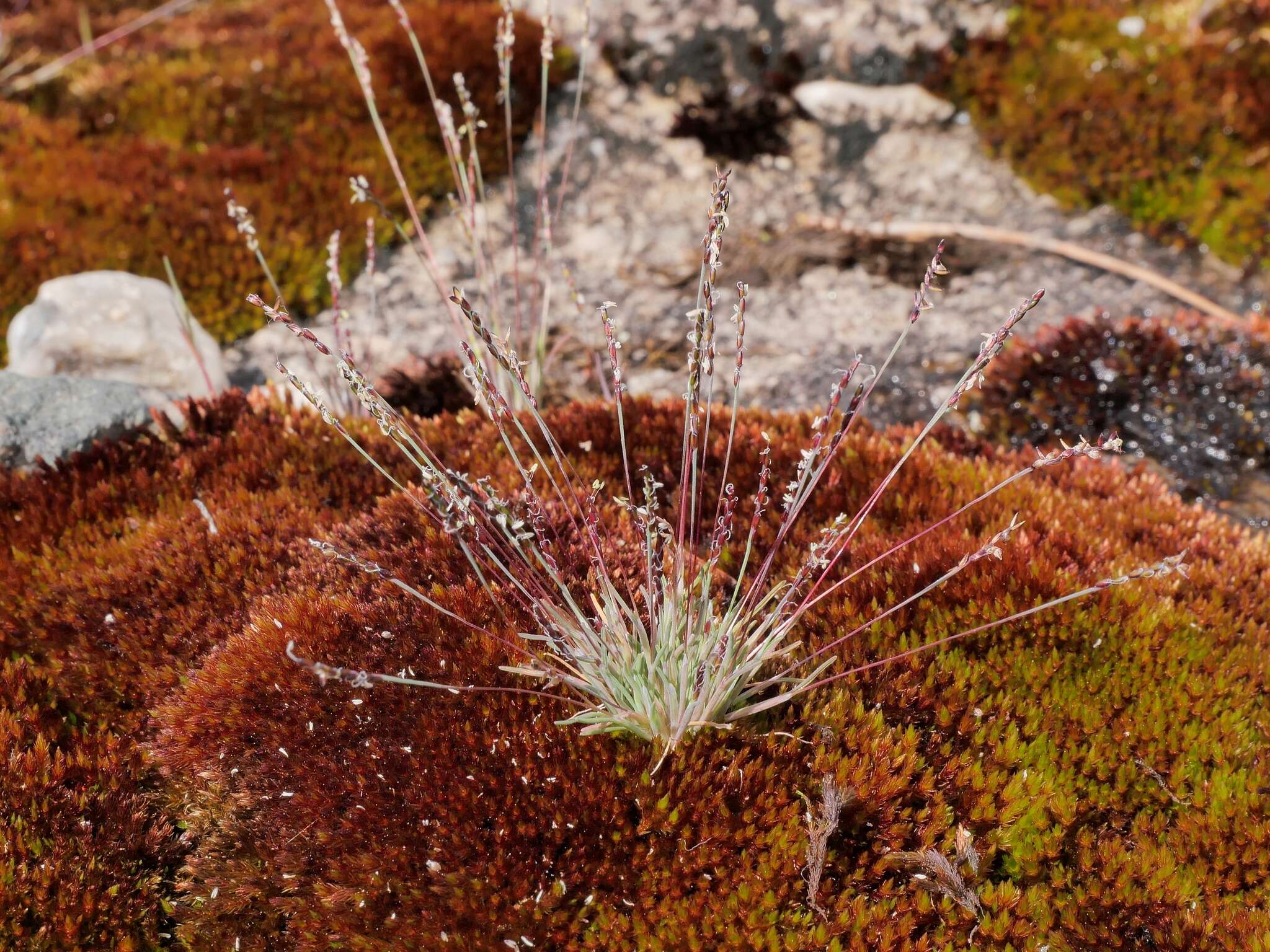 Imagem de Mibora minima (L.) Desv.