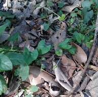 Convolvulus crenatifolius Ruiz & Pav. resmi