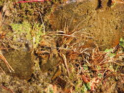 Image of Sickle-Leaf Rush