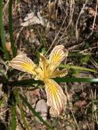 Imagem de Iris bracteata S. Watson