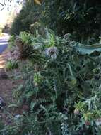 Plancia ëd Cirsium fontinale var. campylon (H. Sharsm.) Pilz ex D. J. Keil & C. E. Turner