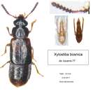 Xylostiba bosnica (Bernhauer 1902) resmi