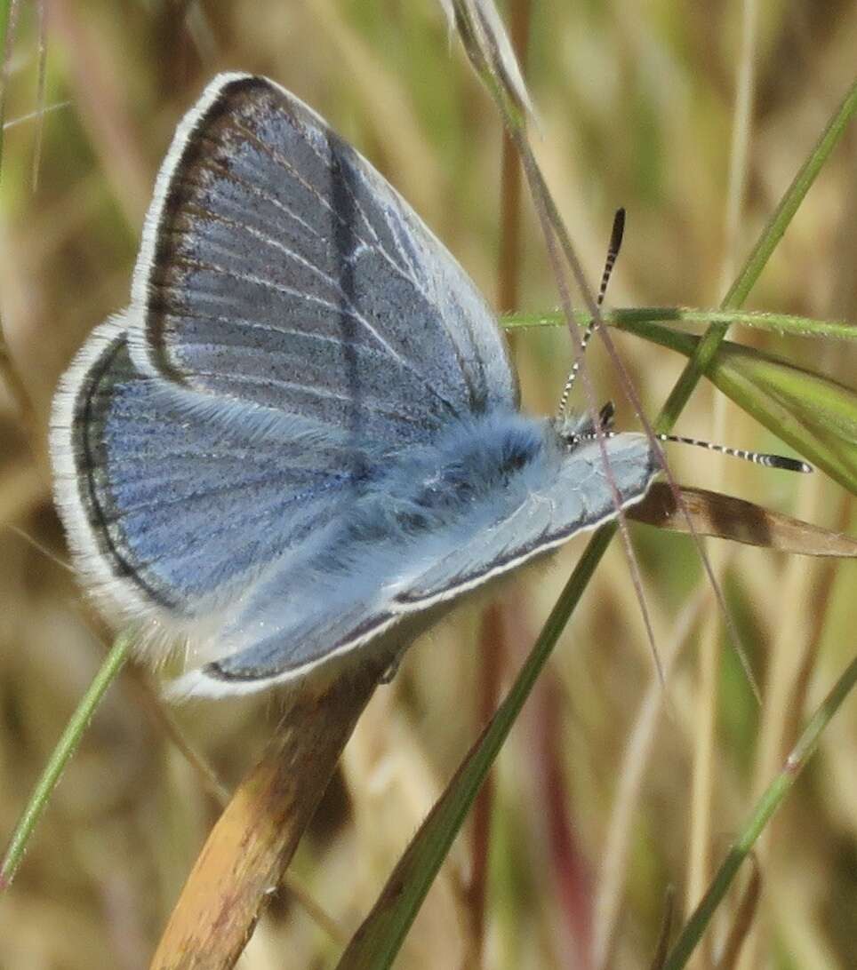 Image of Mission blue butterfly