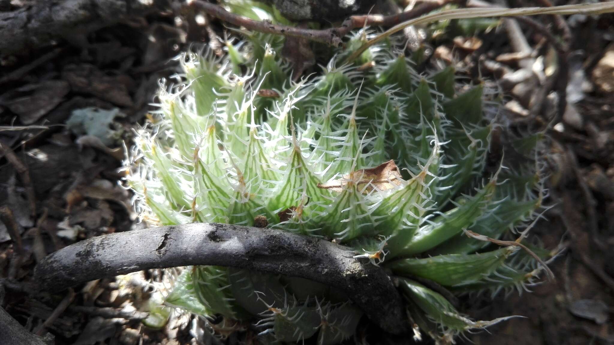 Image of Haworthia decipiens var. virella M. B. Bayer