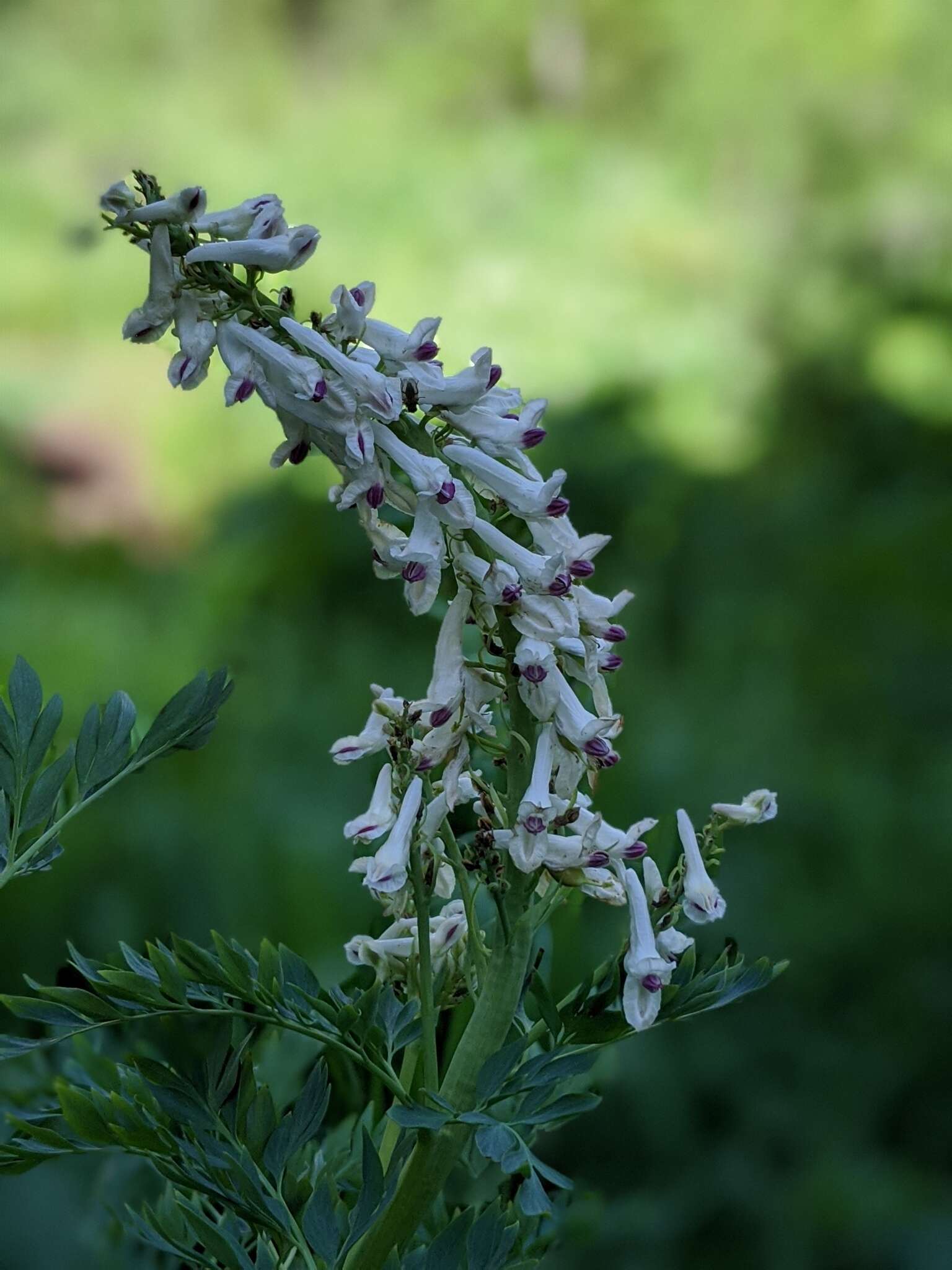 Image of Sierra fumewort