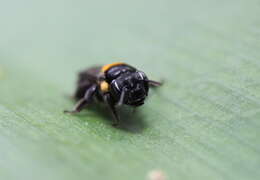 Image of Yellow-spotted Leioproctus