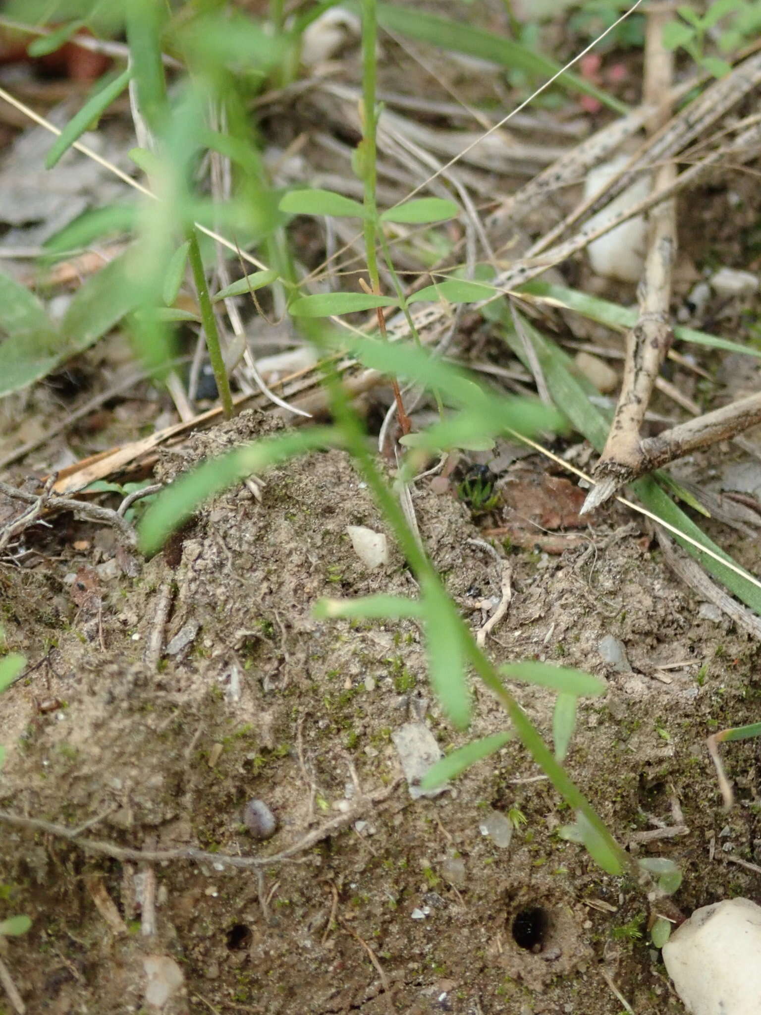 Image of Nuttall's milkwort