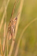 Image de Euchorthippus elegantulus Zeuner 1940