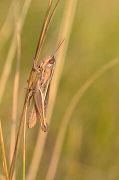 Image of Euchorthippus elegantulus Zeuner 1940