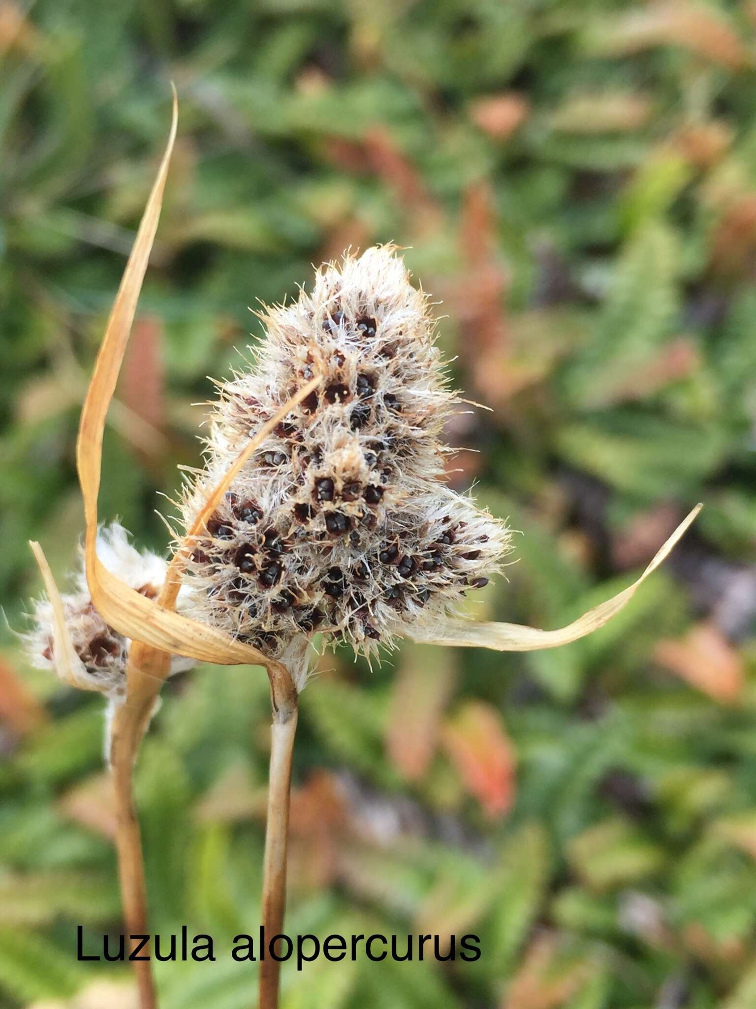 Image of Luzula alopecurus Desv.