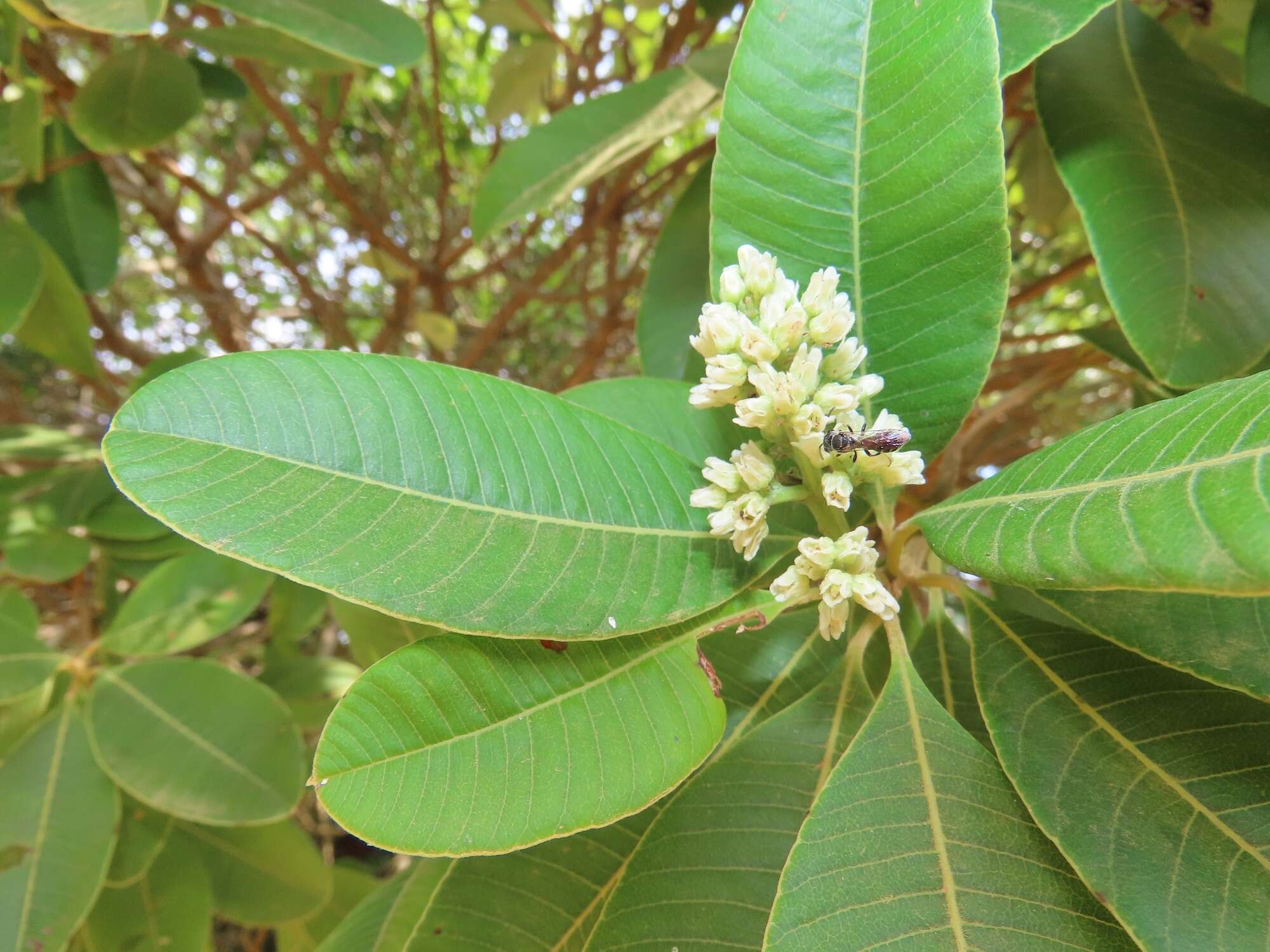 Image of Ozoroa obovata (Oliv.) R. & A. Fernandes