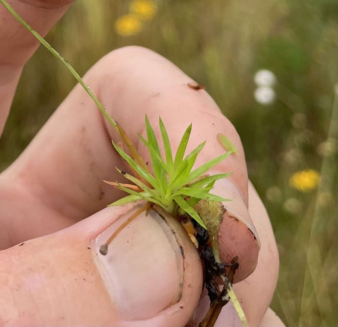 Image de Lachnocaulon digynum Körn.