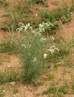 صورة Heliotropium lineare (A. DC.) Gürke