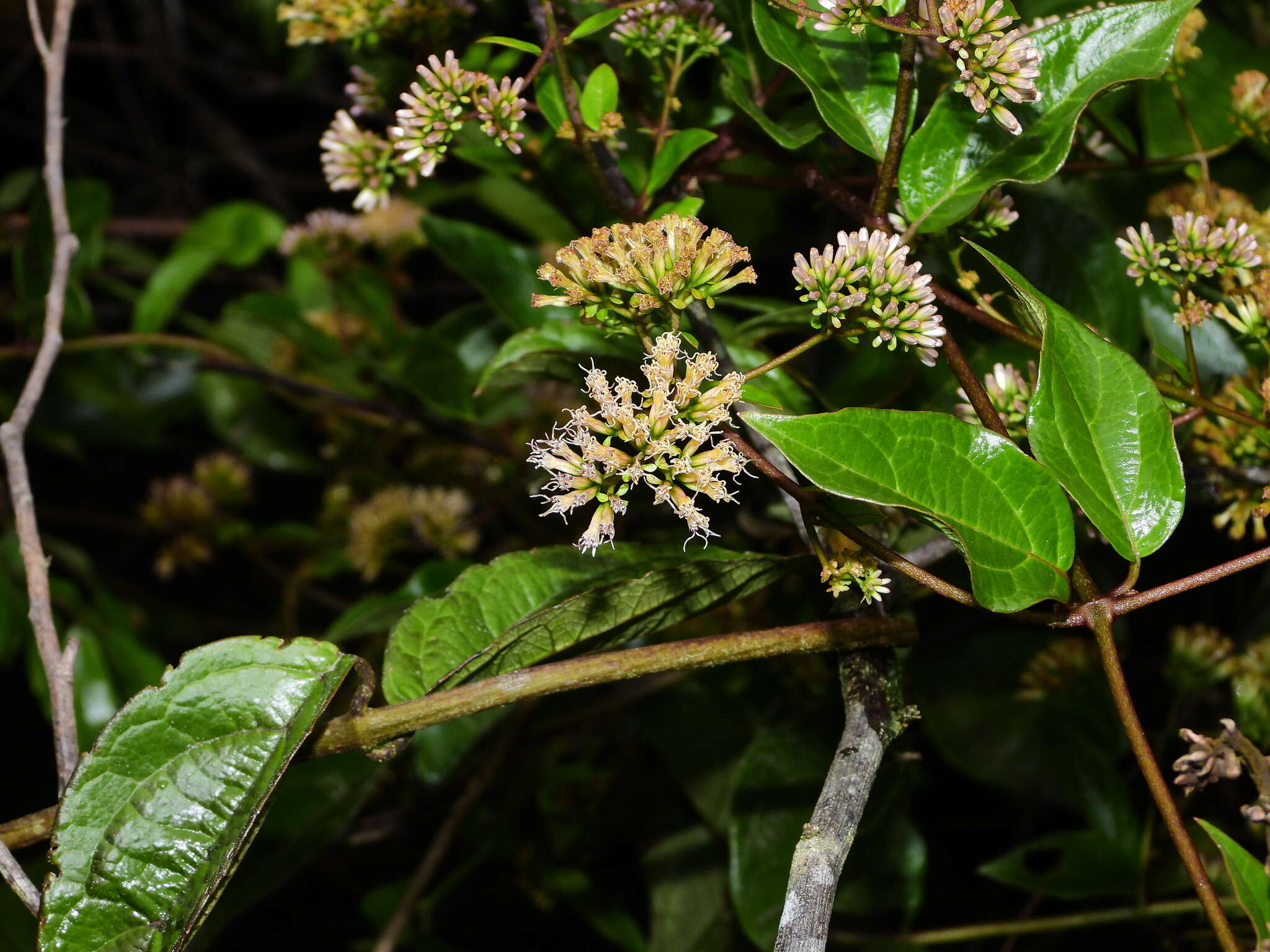 Mikania parviflora (Aublet) Karsten的圖片