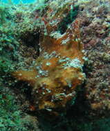 Image of Senegalese frogfish