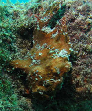 Image of Senegalese frogfish