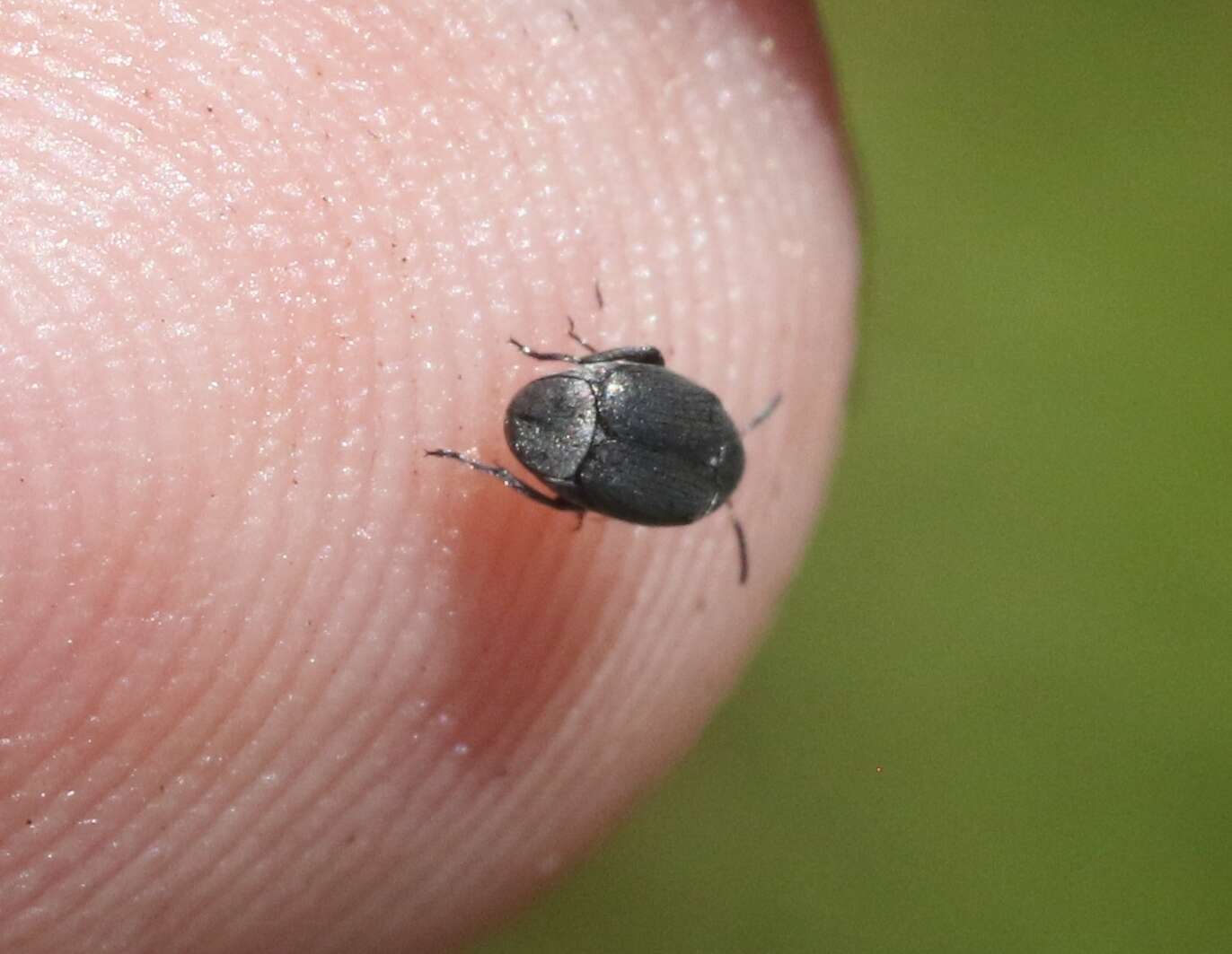 Image of Leaf beetle