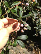 Image of Berberis glaucocarpa Stapf