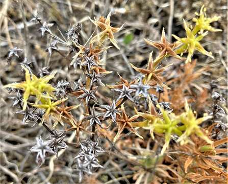 Image of Coast Range stonecrop