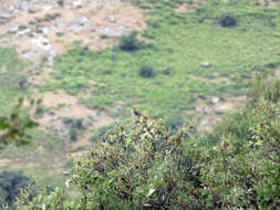 Image of Cinereous Bunting