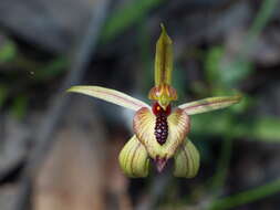 Image of Thick-lipped spider-orchid