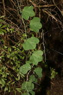 Image of slender passionflower